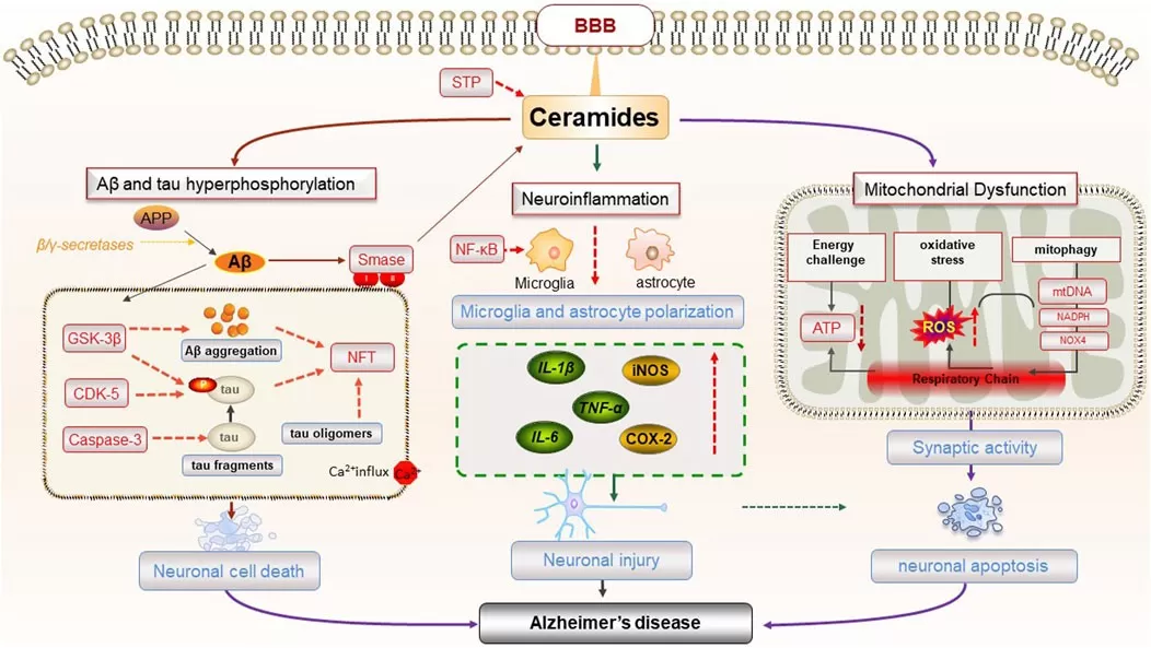 The pathogenesis of AD caused by ceramides